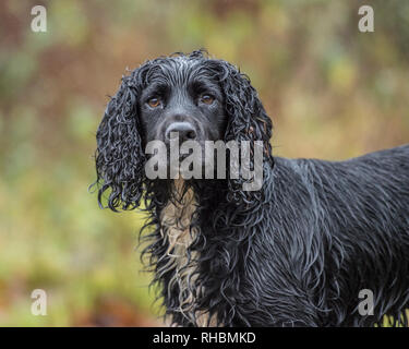 Lavoro nero cocker spaniel cane Foto Stock