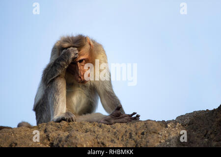 Macaco Rhesus o scimmia di graffiare la testa, Maharashtra, India Foto Stock