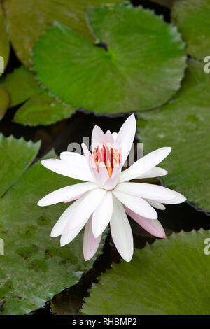 Rosa fiore di loto del genere Nelumbo, Maharashtra, India Foto Stock