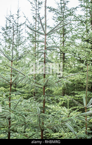 Alberi di pino crescente Foto Stock