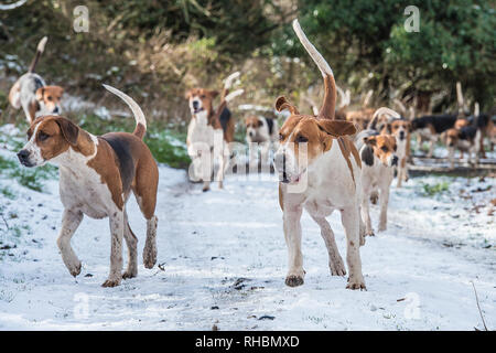 Foxhounds inglese nella neve Foto Stock