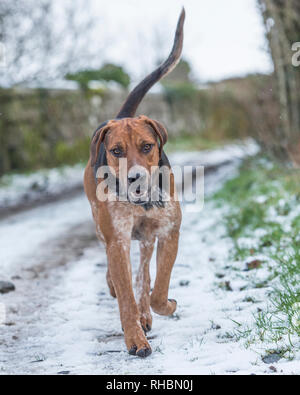 Foxhounds inglese nella neve Foto Stock