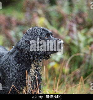 Wet lavoro nero cocker spaniel cane Foto Stock