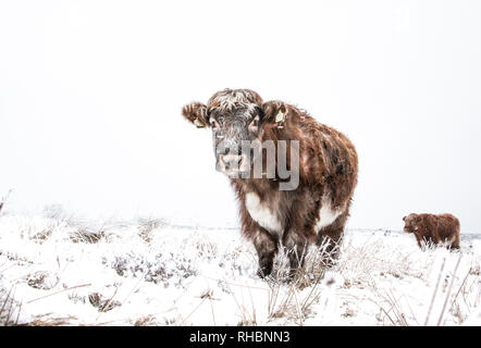 Hardy highland bovini e di vacche in un campo remoto durante l'inverno quando il terreno è coperto di neve Foto Stock