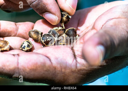 Chiudere fino al nero maschio adulto mani tenendo una nuova scelta di moringa semi. Foto Stock
