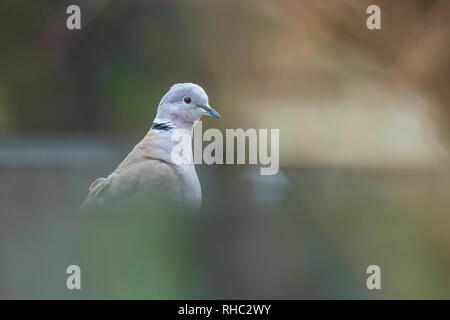 Primo piano di un collare eurasiatica colomba Streptopelia decaocto bird, appollaiato su un giardino recinto. Foto Stock