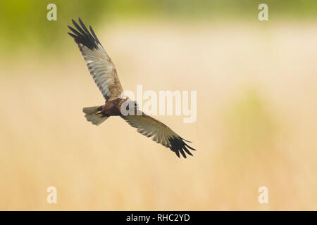 Western maschio falco di palude Circus aeruginosus, gli uccelli rapaci in volo la ricerca e la caccia al di sopra di un campo Foto Stock