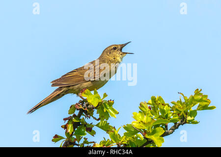 Grasshopper comune trillo bird Locustella naevia coniugata su un ramo di albero in primavera in una foresta. Foto Stock