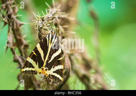 Close up di un Jersey Tiger butterfly, Euplagia quadripunctari, nettare di alimentazione su un fiore. Questo è un giorno-flying moth Foto Stock