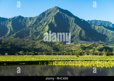 Foglie di Taro frame di Na Pali montagne in Kauai Foto Stock