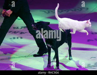 Kiev, Ucraina. 01 feb 2019. Artisti circensi visto eseguendo con cani durante lo spettacolo. Il nuovo show internazionale 'Bianco e Nero' di tedesco moderno circus al nazionale ucraina Circus a Kiev in Ucraina. Lo spettacolo andrà in scena dal 2 febbraio fino al 21 aprile. Credito: SOPA Immagini limitata/Alamy Live News Foto Stock