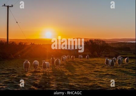 Ballydehob, West Cork, Irlanda. 2 Feb 2019. Il sole sorge su un gregge di pecore in una mattinata amaramente fredda nell'Irlanda occidentale. Il paese rimarrà asciutto in molti luoghi con l'ovest e il sud-ovest che si bagna più tardi oggi. Temperature più dure da 6 a 8° Celsius. Credit: Notizie dal vivo di AG/Alamy Foto Stock