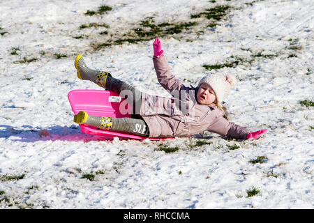 Chippenham, Wiltshire, Regno Unito. 2 febbraio 2019. Una giovane ragazza godendo la neve prima che si scioglie è raffigurato in un parco locale in Chippenham come lei cade fuori la sua slitta. Credito: Lynchpics/Alamy Live News Foto Stock