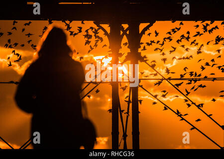 Aberystwyth Wales UK, sabato 02 febbraio 2019. Regno Unito Meteo: una donna si stagliano da sole di setting come lei testimoni la nighly spettacolo delle migliaia di storni sono ' appollaiati per la notte sotto Aberystwyth vittoriana molo sul mare. Credito: keith morris/Alamy Live News Foto Stock