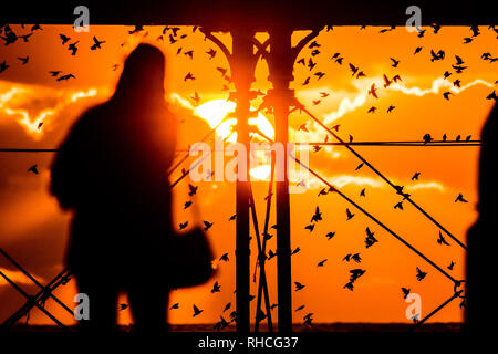 Aberystwyth Wales UK, sabato 02 febbraio 2019. Regno Unito Meteo: una donna si stagliano da sole di setting come lei testimoni la nighly spettacolo delle migliaia di storni sono ' appollaiati per la notte sotto Aberystwyth vittoriana molo sul mare. Credito: keith morris/Alamy Live News Foto Stock