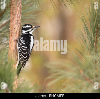 Femmina picchio pelose su un rosso pino in Wisconsin settentrionale. Foto Stock