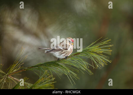 Maschio redpoll comune arroccato su un pino bianco succursale in Wisconsin settentrionale. Foto Stock