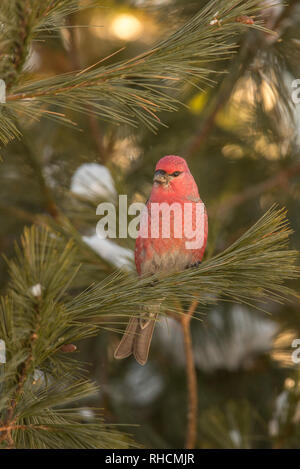 Pino maschio grosbeak in Wisconsin settentrionale. Foto Stock