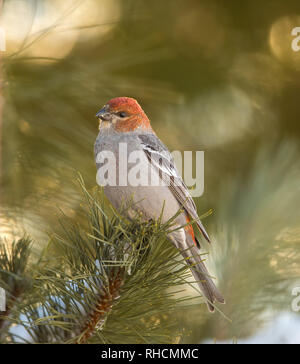 Maschio immaturo pine grosbeak arroccata su un pino rosso in Wisconsin settentrionale. Foto Stock