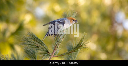 Femmina grosbeak pino in Wisconsin settentrionale. Foto Stock