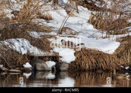 American mink caccia lungo le rive del fiume Chippewa in Wisconsin settentrionale. Foto Stock