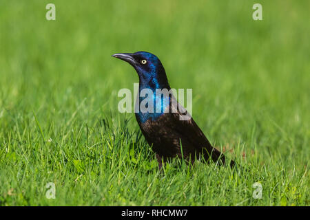 Comune grackle Foto Stock