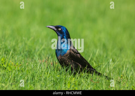 Comune grackle Foto Stock