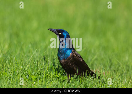 Comune grackle Foto Stock