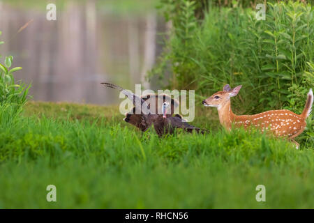 Gallina ventole Turchia la sua coda in un incontro con un bianco-tailed fulvo. Foto Stock