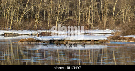 Oche del Canada sul fiume Chippewa in Wisconsin settentrionale. A destra dietro le oche è un immaturo aquila calva in piedi nella neve. Foto Stock