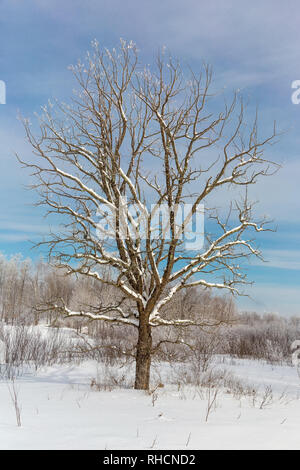 Bur oak in Wisconsin settentrionale Foto Stock