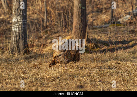 Hen turchia arruffamento suo piume in Wisconsin settentrionale campo. Foto Stock