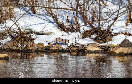 Visone americano in cerca di cibo lungo la riva del fiume Chippewa. Foto Stock