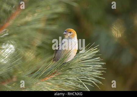 Femmina grosbeak pino in Wisconsin settentrionale. Foto Stock