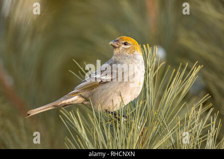 Femmina grosbeak pino in Wisconsin settentrionale. Foto Stock