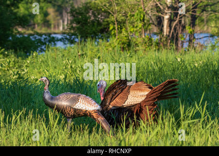 Tom turchia checking out un gonfiabile hen decoy. Foto Stock