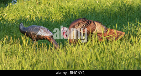 Tom turchia checking out un gonfiabile hen decoy. In precedenza, aveva cercato di montare il decoy e ha battuto la testa fuori. Foto Stock