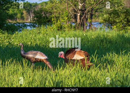 Tom turchia checking out un gonfiabile hen decoy. Foto Stock