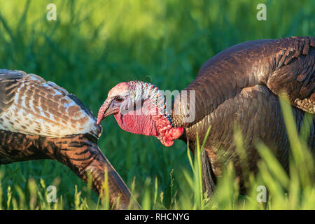 Tom turchia checking out un gonfiabile hen decoy. Foto Stock