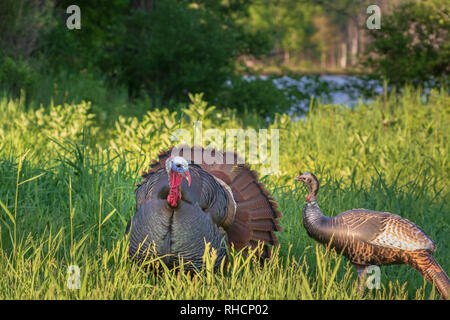 Tom turchia checking out un gonfiabile hen decoy. Foto Stock