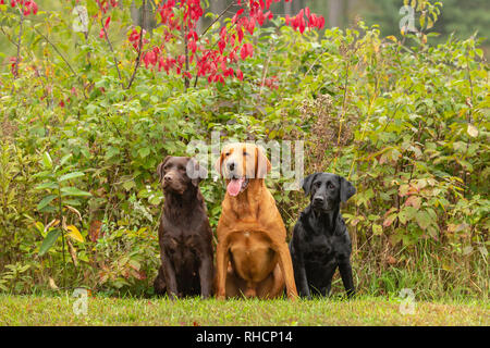 Il cioccolato, nero e rosso di fox Labrador Retriever che pongono insieme in un cortile di Wisconsin. Foto Stock