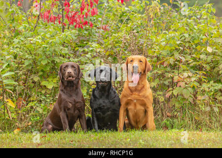 Il cioccolato, nero e rosso di fox Labrador Retriever che pongono insieme in un cortile di Wisconsin. Foto Stock