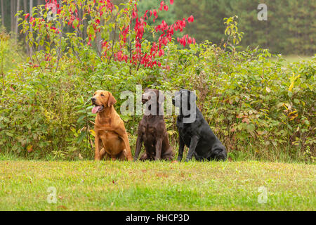 Il cioccolato, nero e rosso di fox Labrador Retriever che pongono insieme in un cortile di Wisconsin. Foto Stock