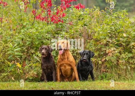 Il cioccolato, nero e rosso di fox Labrador Retriever che pongono insieme in un cortile di Wisconsin. Foto Stock