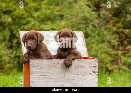 Il cioccolato Labrador retriever cuccioli in un anatra casella decoy. Foto Stock