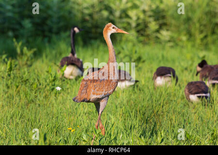 Sandhill puledro e Oche del Canada. camminando in Wisconsin settentrionale campo. Foto Stock