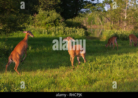 White-tailed non combattendo in un campo in Wisconsin settentrionale. Foto Stock