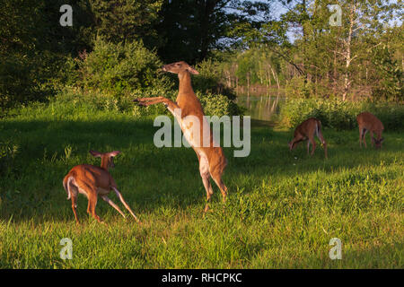 White-tailed non combattendo in un campo in Wisconsin settentrionale. Foto Stock