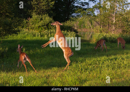 White-tailed non combattendo in un campo in Wisconsin settentrionale. Foto Stock