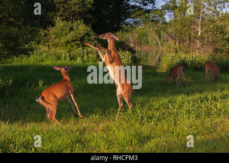 White-tailed non combattendo in un campo in Wisconsin settentrionale. Foto Stock